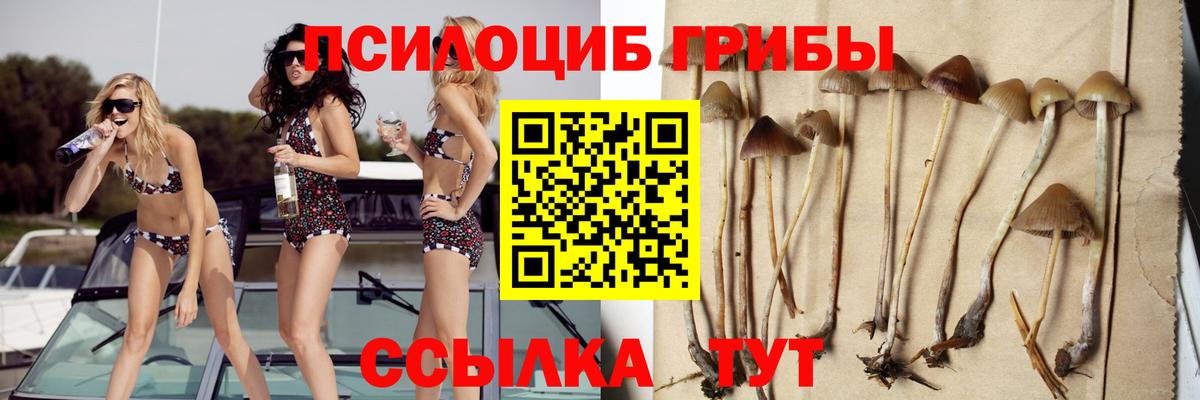 Егорьевск  как найти закладки  Вход с VPN  Псилоцибиновые грибы мицелий 